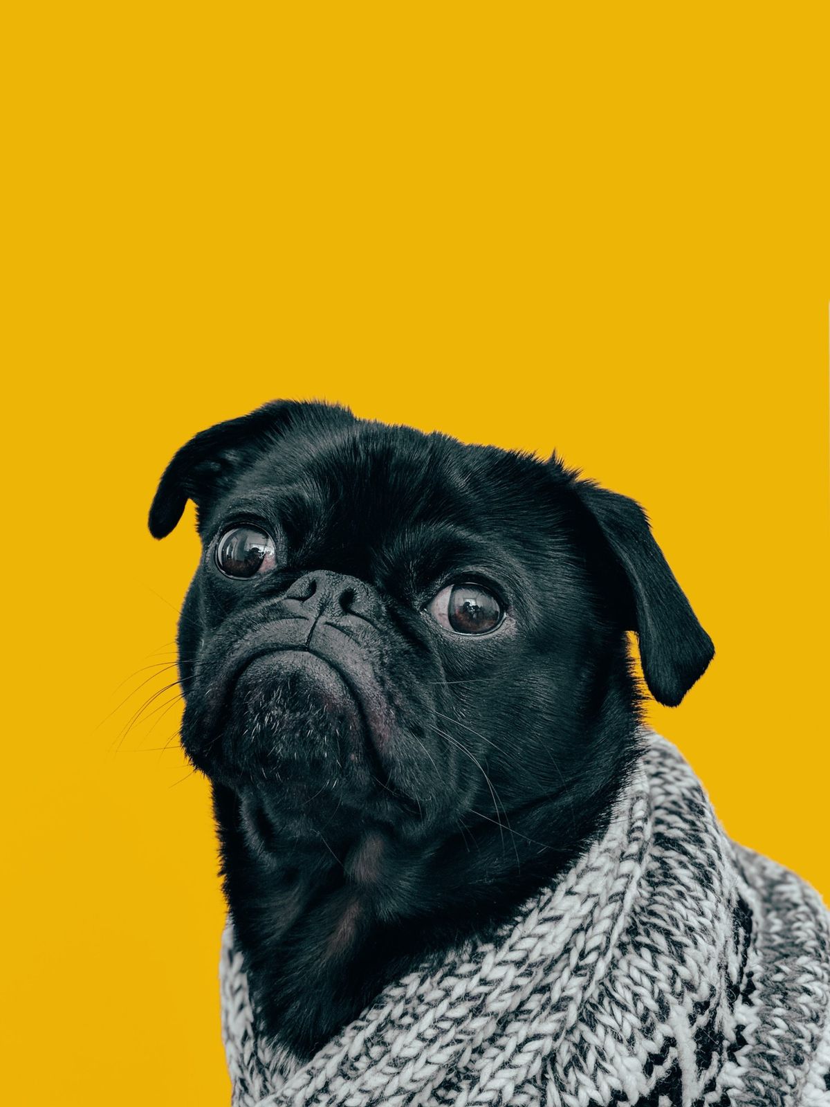:  🐾 How to Reduce Anxiety in Pets During Storms & Fireworks