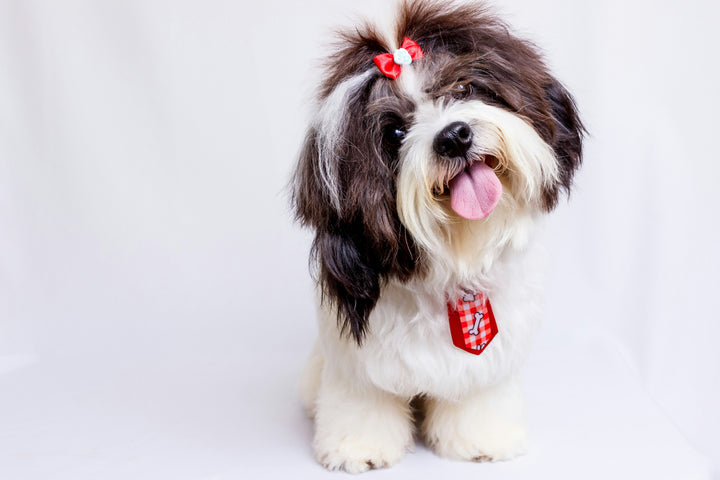 Grooming & Care