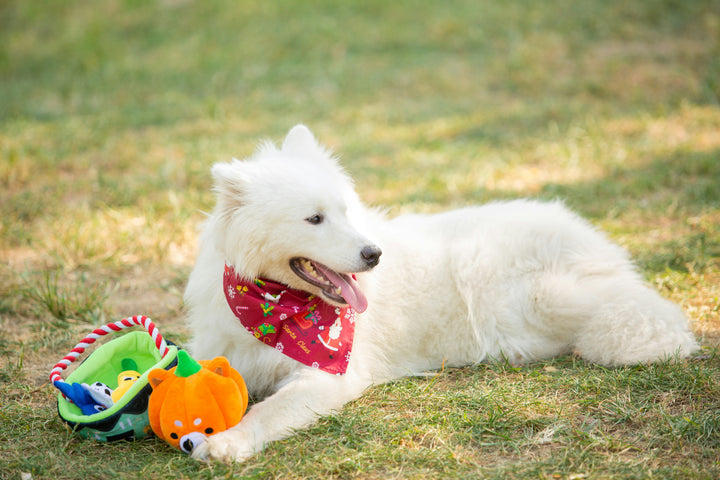 Toys And Treats