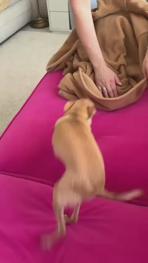 Hands-Free Pet Carrier Hoodie